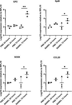 Differential role of M cells in enteroid infection by Mycobacterium avium subsp. paratuberculosis and Salmonella enterica serovar Typhimurium